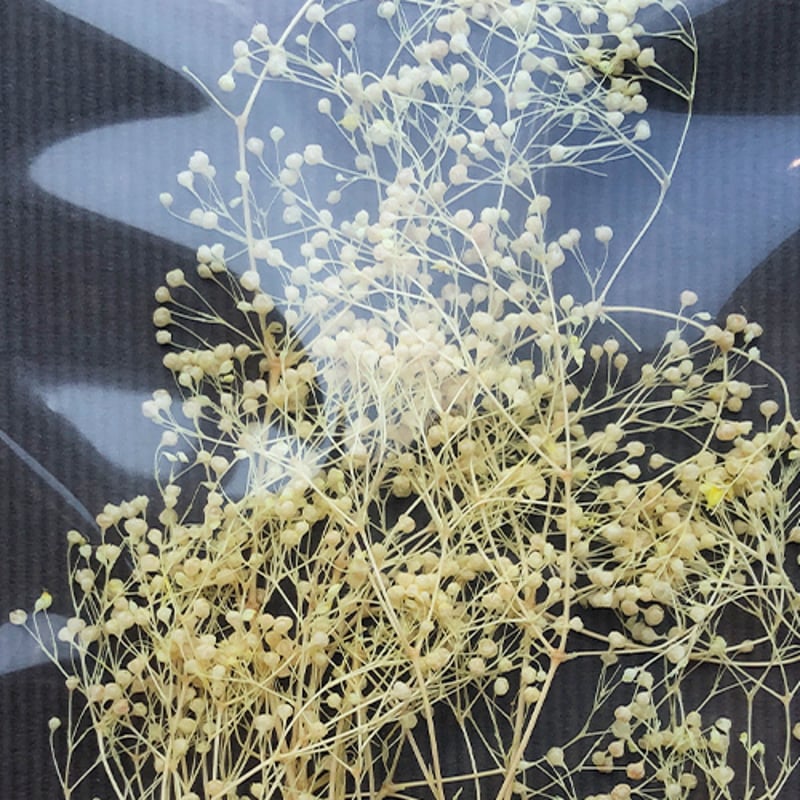 ラジカルアート かすみ草 クリーム 4582146641317 | 建築模型材料屋