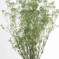 かすみそう かすみんがスゴい - 聖地巡礼のバイク旅