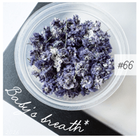 baby’s breath* ＃66