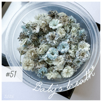 baby’s breath* ＃51