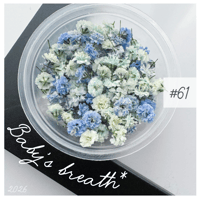 baby’s breath* ＃61