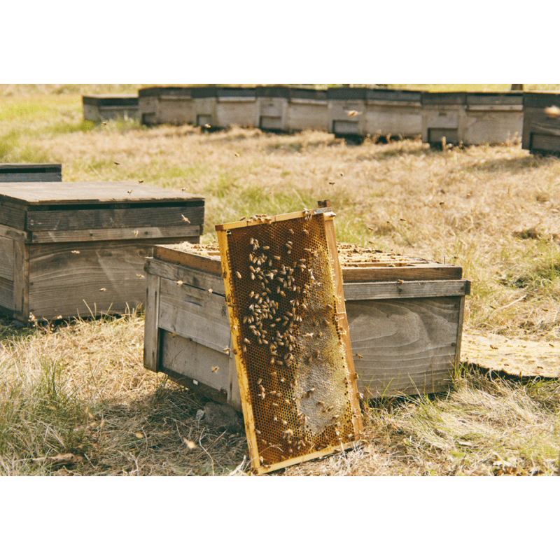 プチハニーセット 30g5個入 | 十勝養蜂園