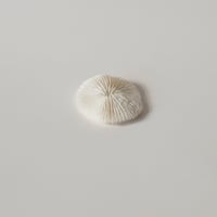 フランス・サンゴらしきものパート2