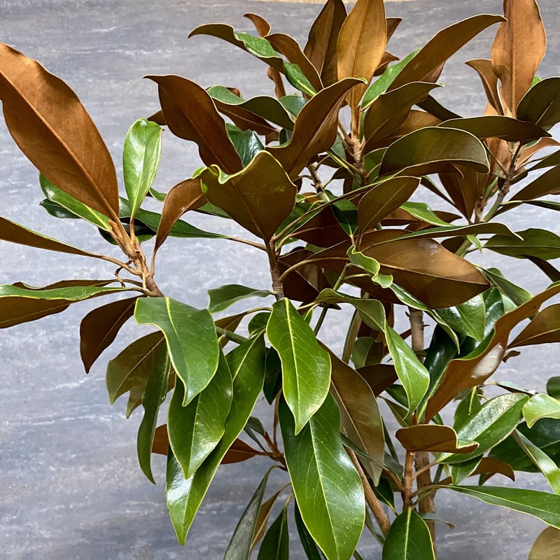 タイサンボク ケイパレス