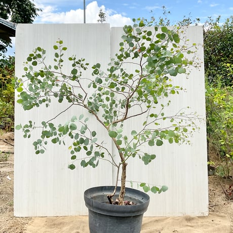 ユーカリポポラス | STORES