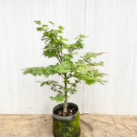 モミジです。 匠シリーズ 】 紅葉モミジ 「弍」 ミニ盆栽 長角盆栽鉢枯山水