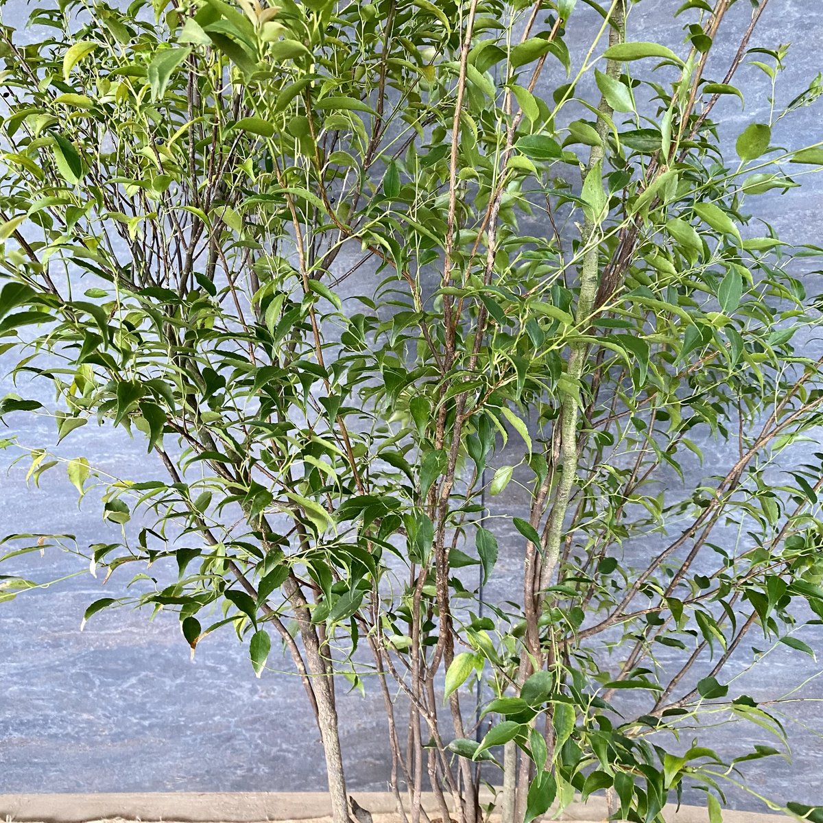 樹形も美しい特大サイズの山採り ハイノキ 株立 390 樹高2.4m位 高級樹