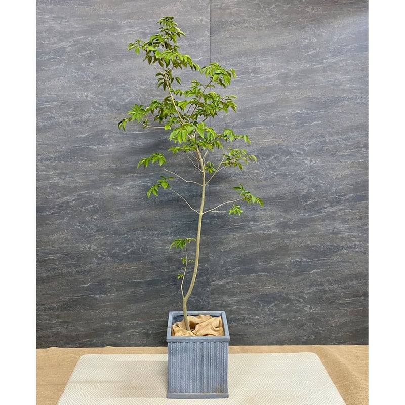 アカシデ　雑木　山採り　－アオダモ、アオハダ、カエデ、モミジー アカシデ雑木山採り－アオダモ、アオハダ、カエデ、モミジー