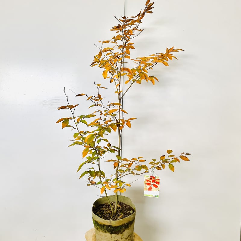 美しい単幹。山採りヤマコウバシ。。 お庭の植栽：ヤマコウバシ | 根上