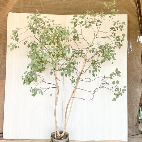 ユーカリポポラス | STORES