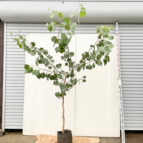 ユーカリポポラス | STORES