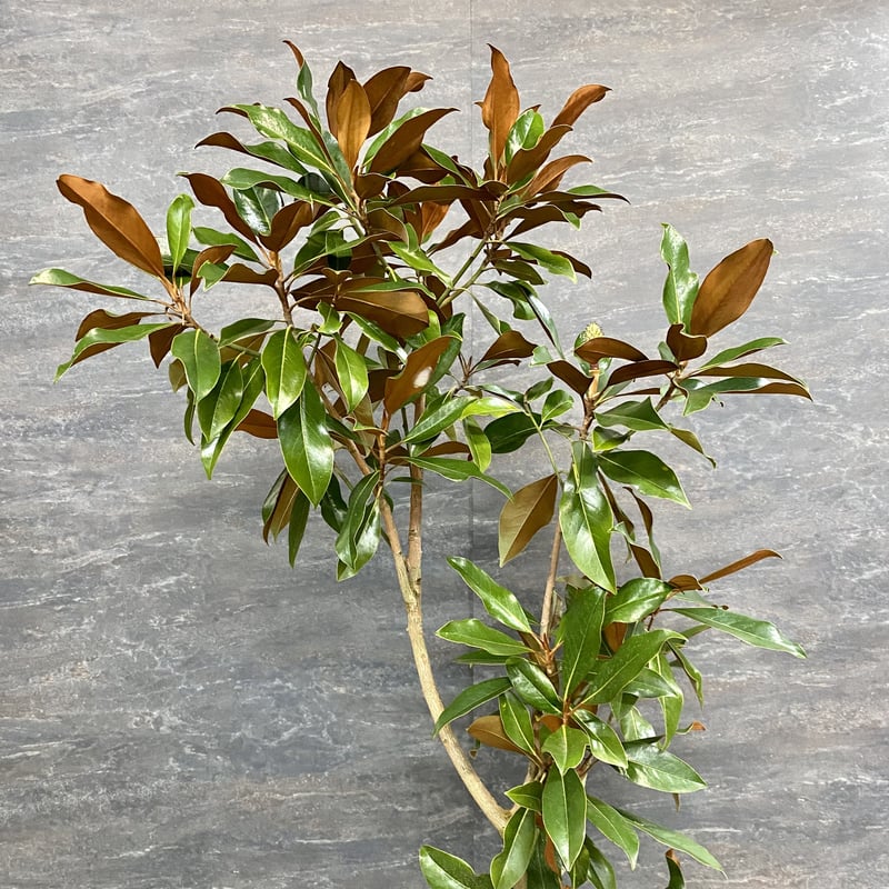 タイサンボク　ケイパレス/903 タイサンボク ケイパレス