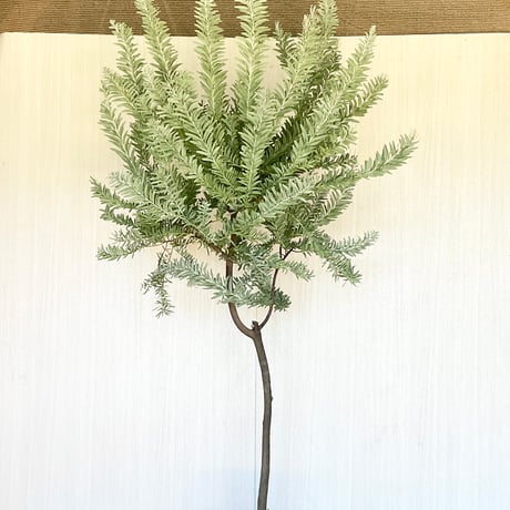 ブルーブッシュ/ 520