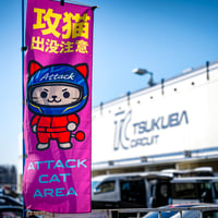 攻猫出没注意のぼり旗　　マゼンタ