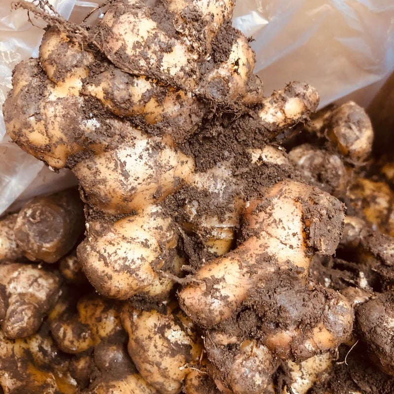 くどい　千葉県産三州小生姜種10 キロ 71+6RYVdQdL._AC_UF350,