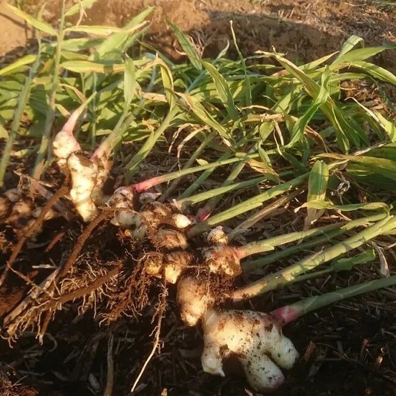 千葉県産 三州生姜種 | ごく旨 植松商店