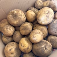 千葉県産生姜種三洲 Amazon.co.jp: 種生姜 千葉県産 三州生姜 10kg : 食品・飲料・お酒