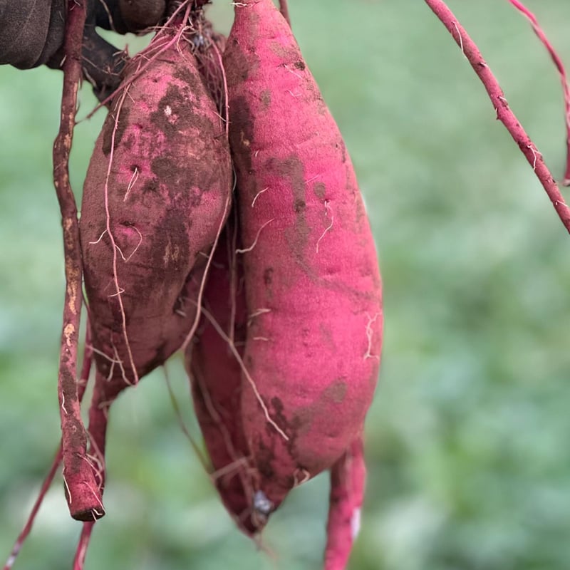 紅はるか4キロ 泥付き 千葉県産 | ごく旨 植松商店