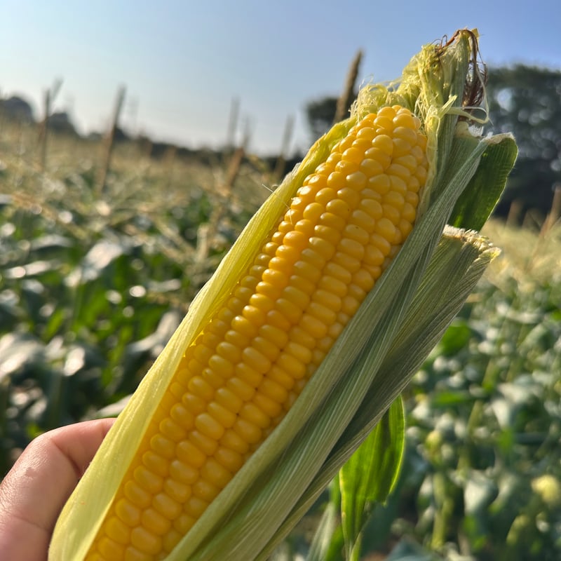 千葉県産 朝採りトウモロコシ ゴールドラッシュ4.5k | ごく旨 植松商店