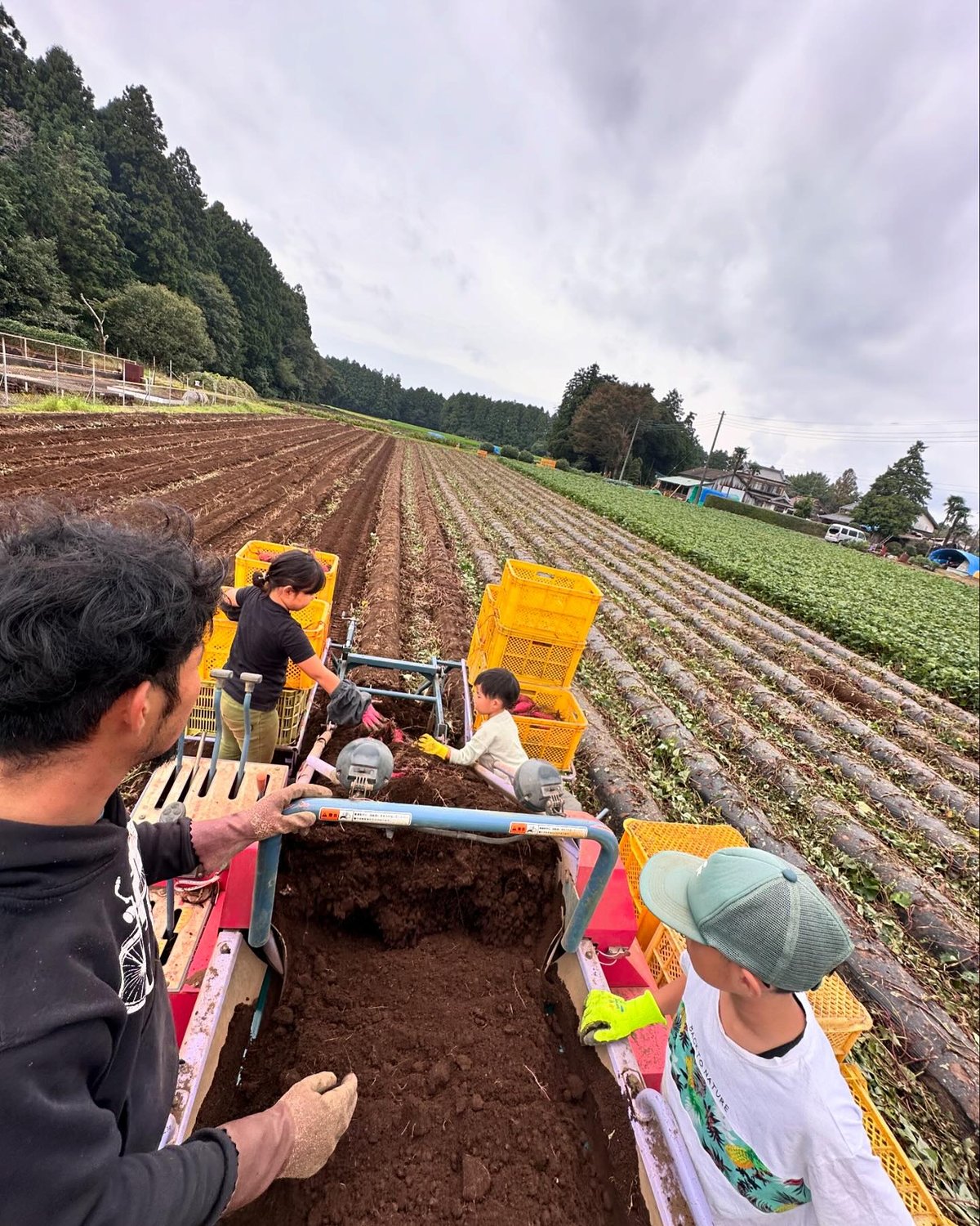 新鮮空芯菜 4キロ+かぼちゃ葉っぱ4キロ+つるむらさき 4キロ+パクチー2キロ 新鮮空芯菜 4キロ+かぼちゃ葉っぱ4キロ+つるむらさき 4キロ+