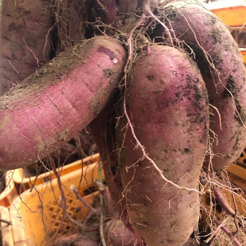 紅はるか4キロ 泥付き 千葉県産 | ごく旨 植松商店