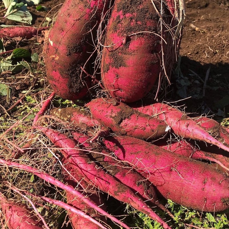 紅はるか4キロ 泥付き 千葉県産 | ごく旨 植松商店