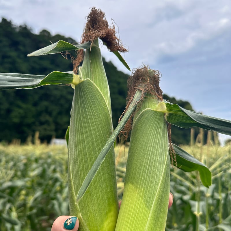 千葉県産 朝採りトウモロコシ ゴールドラッシュ4.5k | ごく旨 植松商店