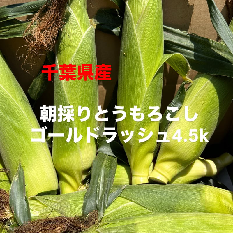 あさひさま専用！二箱。順次発送！朝採り　とうもろこし　ゴールドラッシュ終了間近！ 楽天市場】☆【予約】 とうもろこし ゴールドラッシュ 8本