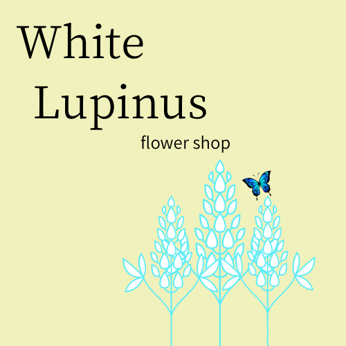 White Lupinus