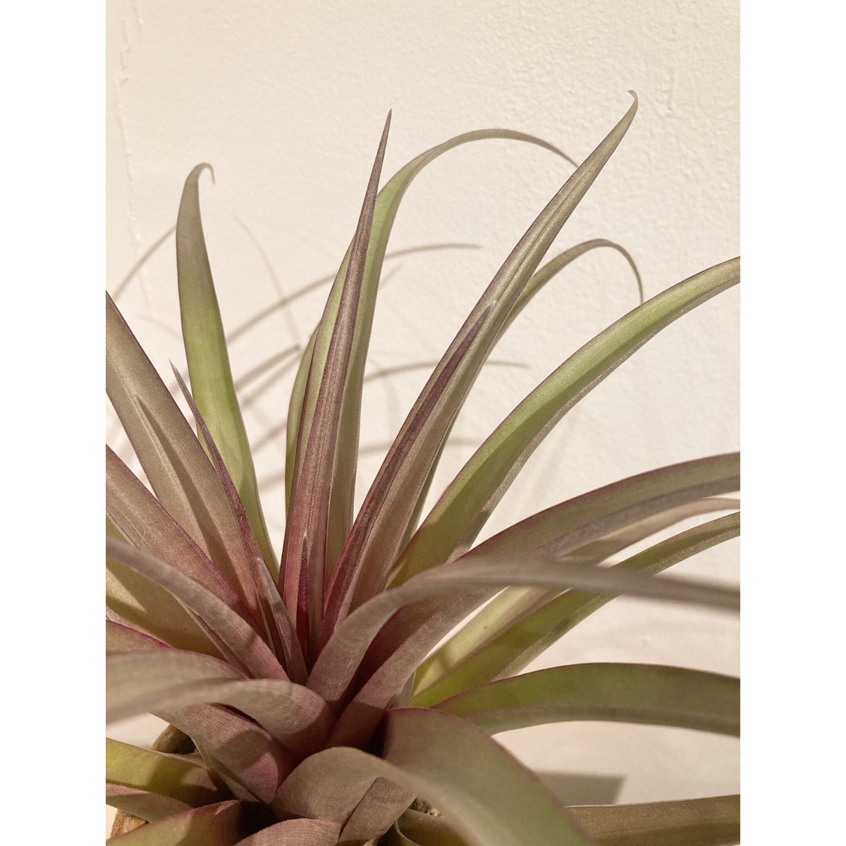 チランジア セントレアスカイリーフ | E.gon