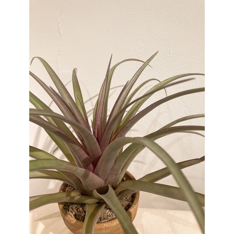 チランジア セントレアスカイリーフ | E.gon