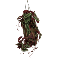 チランジア セントレアスカイリーフ | E.gon