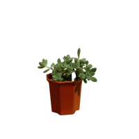 多肉植物　メデューサ