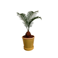 チランジア セントレアスカイリーフ | E.gon