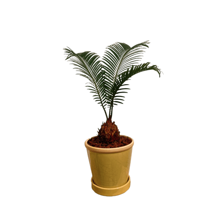 ソテツ