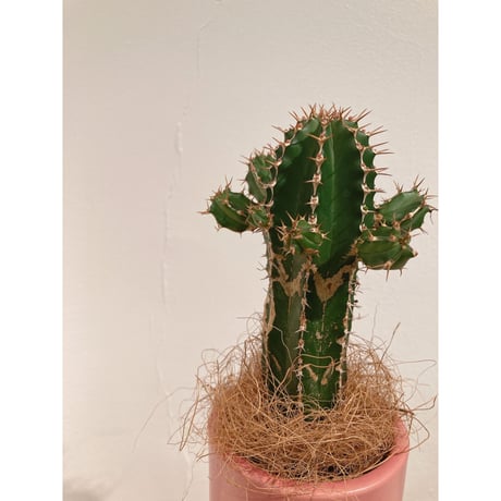 ユーフォルビア　大正キリン