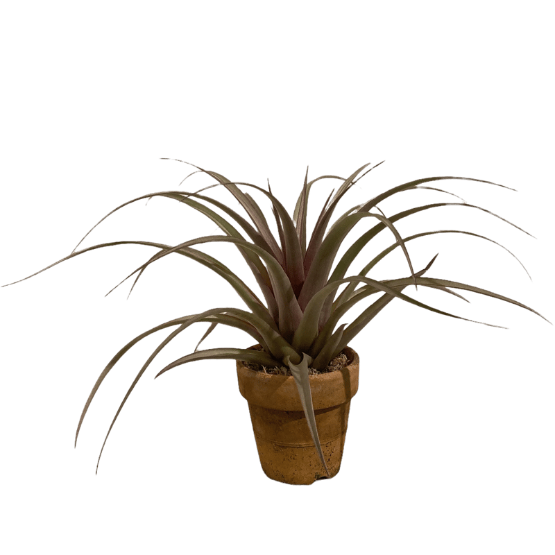 チランジア セントレアスカイリーフ | E.gon チランジア セントレアスカイリーフ | E.gon