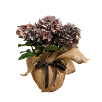 チランジア セントレアスカイリーフ | E.gon チランジア セントレアスカイリーフ | E.gon