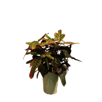 クロトン　エクセレント