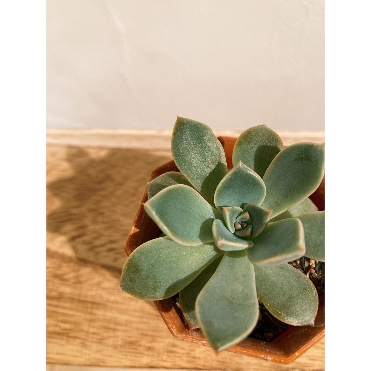 多肉植物 ピンクプリティ | E.gon