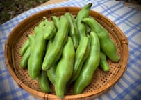 初夏限定｜自然栽培 そら豆・スナップエンドウ・生にんにく