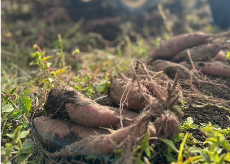 ★★ 在庫一掃SALE ★★自然栽培おいもチップス / おいもスティック