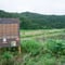 【今年度分は受付終了いたしました】【令和7年・田んぼオーナー】沢地区エリア（ 品種：初霜 ）