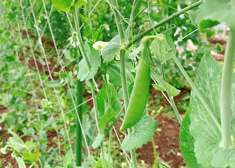 初夏限定｜自然栽培 そら豆・スナップエンドウ・生にんにく