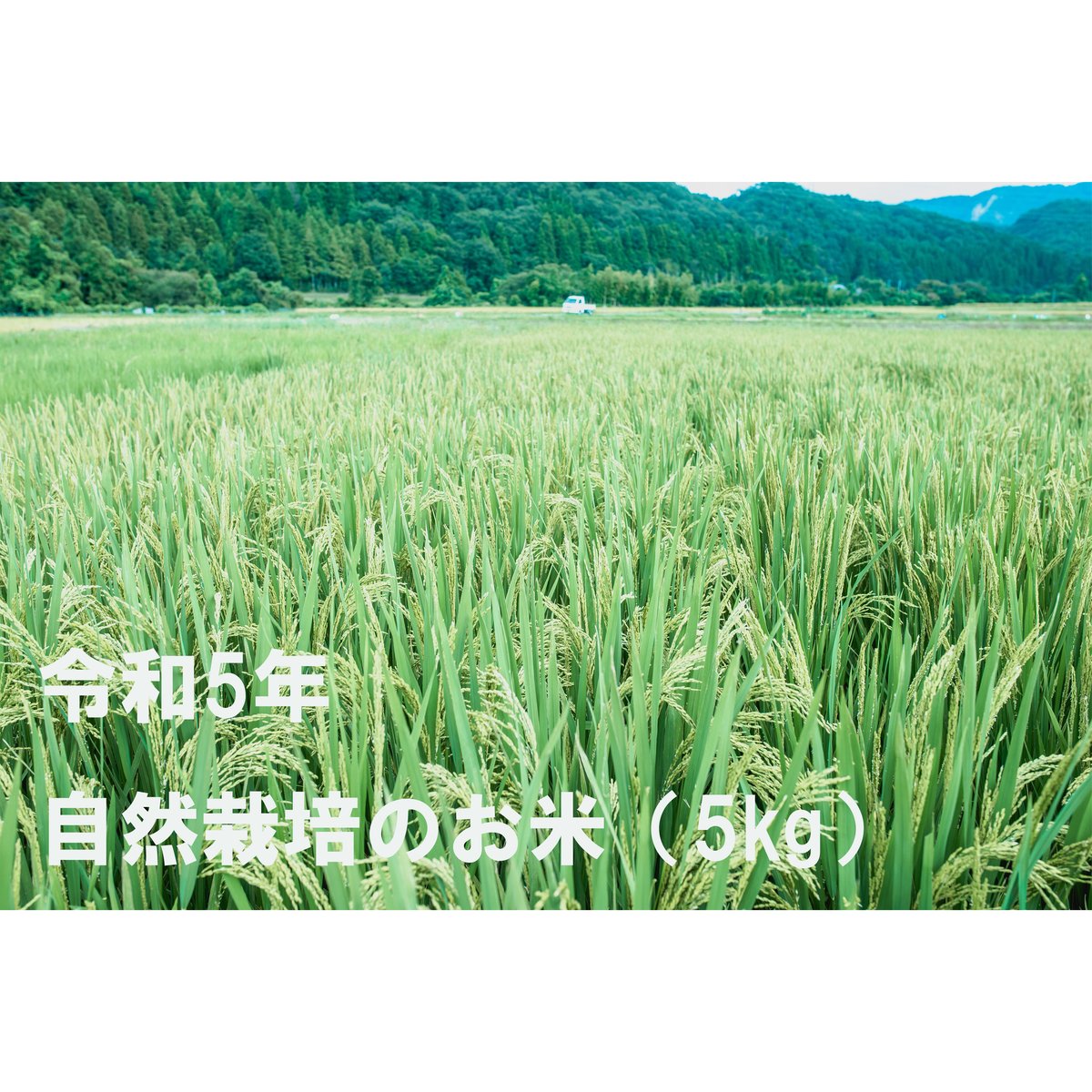 にちにち好日　米と野菜【　】　令和5年新米】自然栽培のお米（5kg）　自然栽培