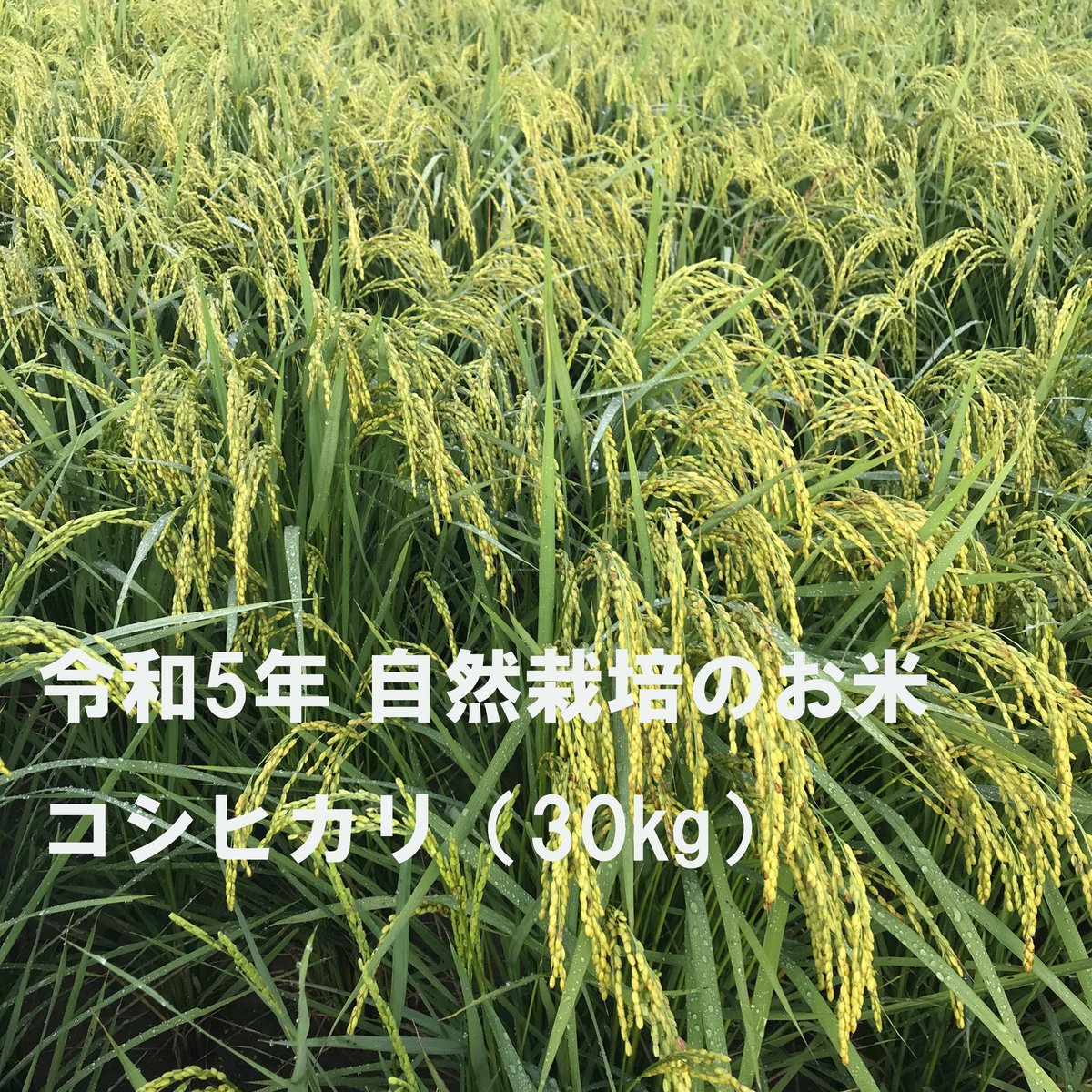 令和5年新米・自然栽培なかまのお米】自然栽培のお米 (30kg) | 自然