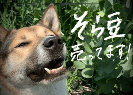 初夏限定｜自然栽培 そら豆・スナップエンドウ・生にんにく