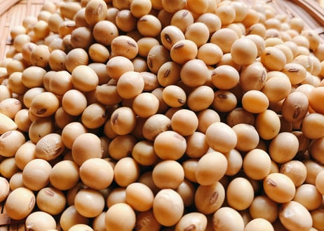 【自然栽培】大豆 たまほまれ （25kg）※味噌・醤油づくり たくさん仕込む方向け