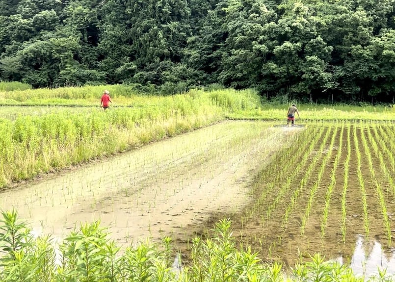 令和5年産】自然栽培のお米（5kg） | 自然栽培 米と野菜【 にちにち好日 】