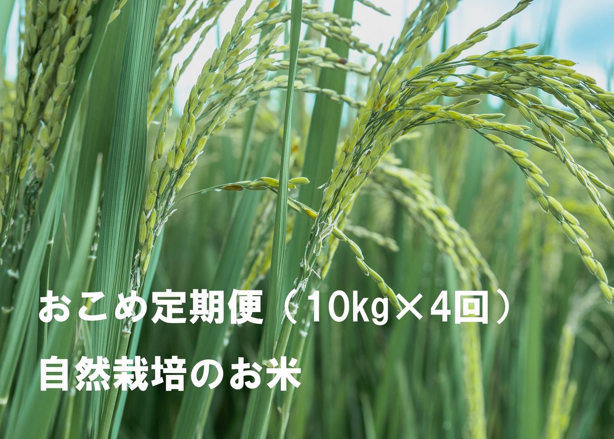 食品/飲料/酒令和5年度新米☆自然栽培米にこまる10㌔ - 米/穀物
